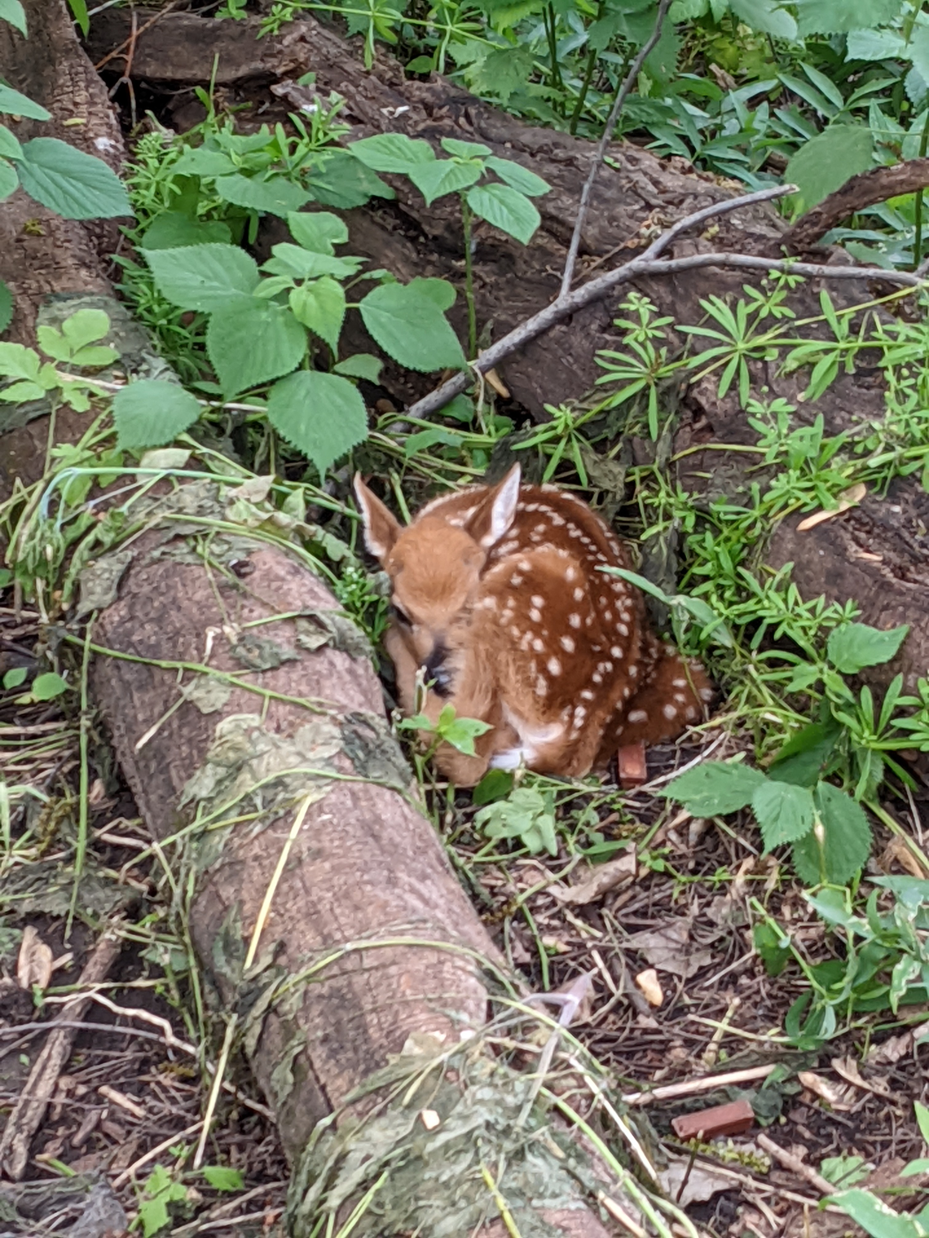 Fawn in the woods