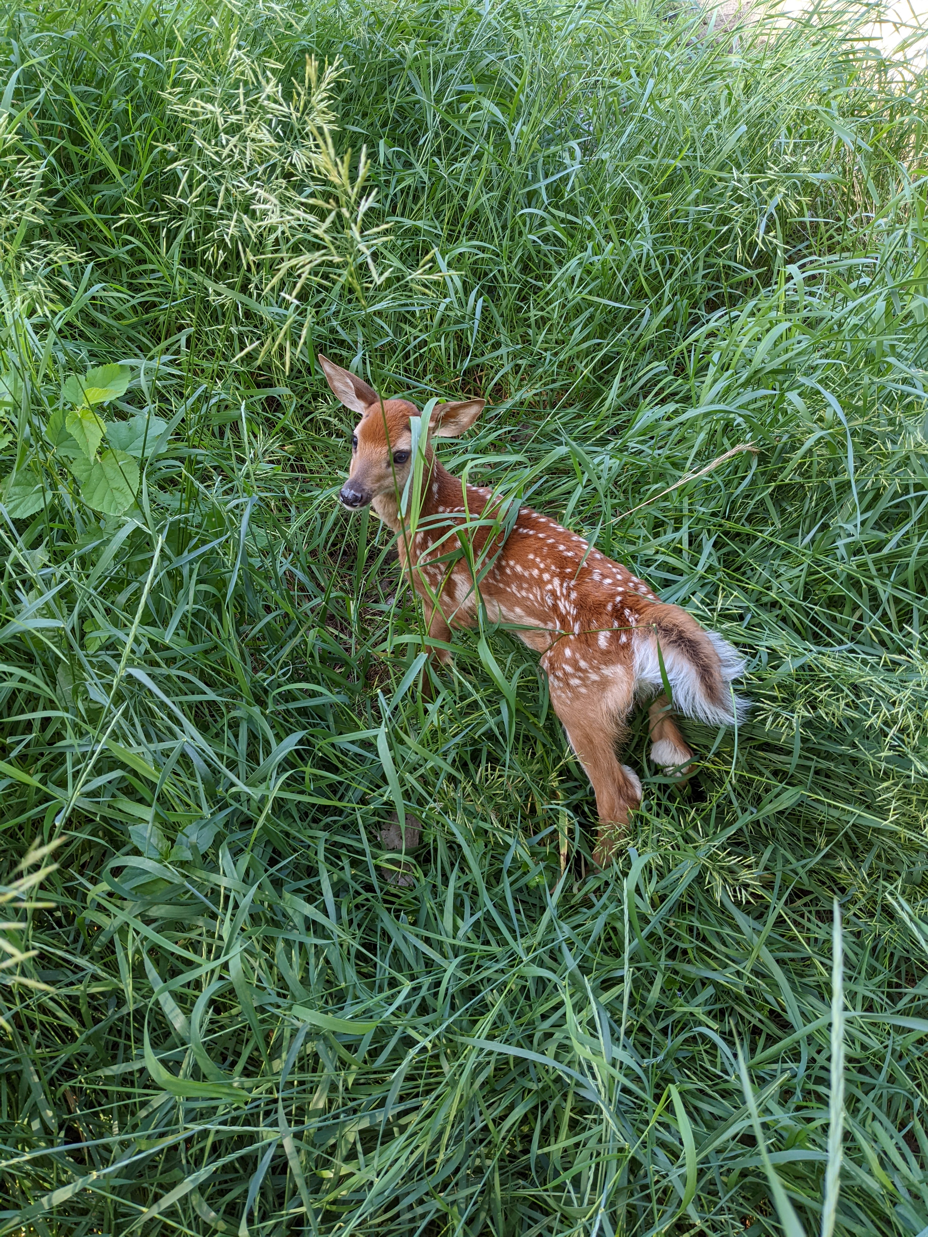 Different day, possibly same fawn